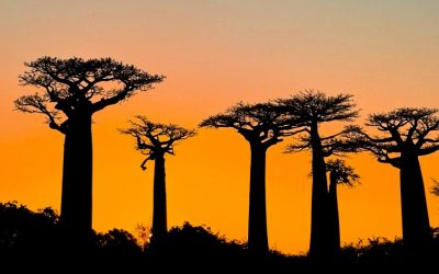 Die ikonischen Baobab Bäume der Allee des Baobasb in Madagaskar.